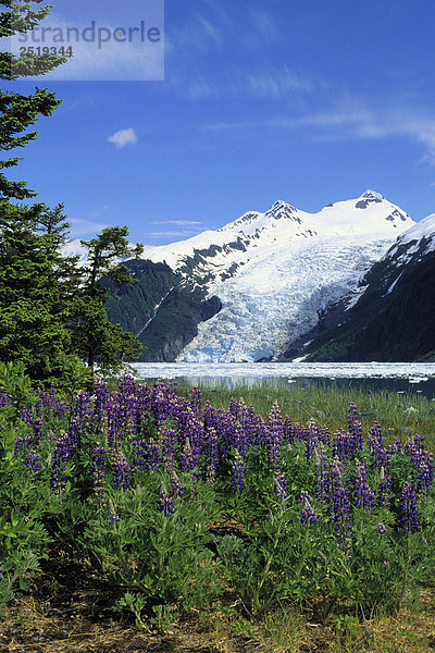 Lupine blüht w/Coxe Gletscher Harriman Fjord AK PWS SC Sommer