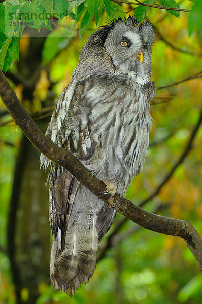 Große Grey Owl (Strix Nebulosa) hocken auf Zweig