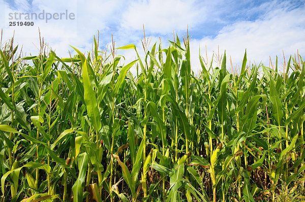 Mais Zuckermais Kukuruz Nutzpflanze Indianer Feld Deutschland
