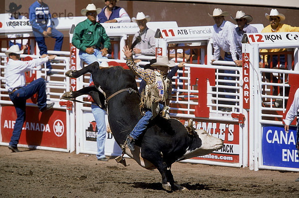 Bullenreiten  Calgary Stampede Rodeo  Alberta