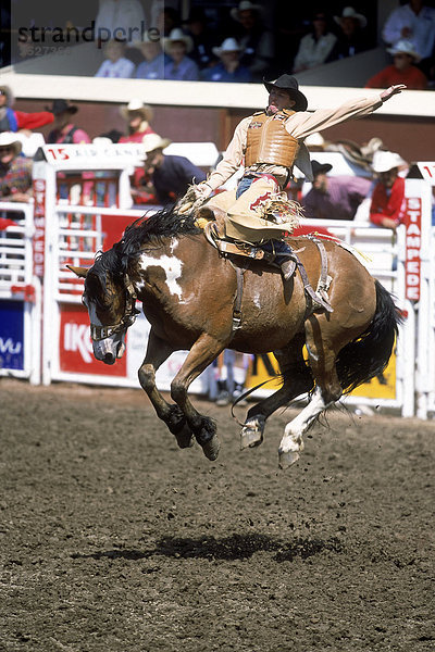 Saddlebronc Reiten  Calgary Stampede  Alberta