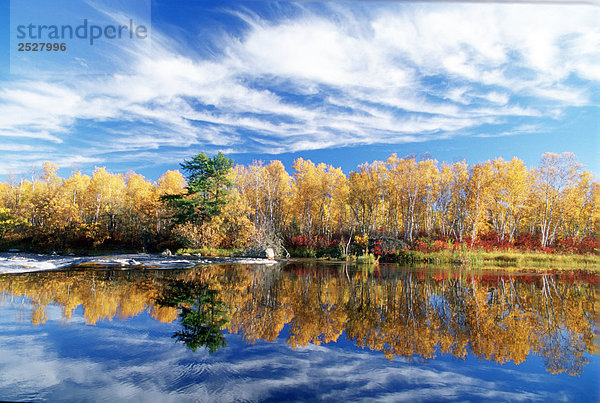 Herbst Bäume und Whiteshell River  Whiteshell Provincial Park  Manitoba.