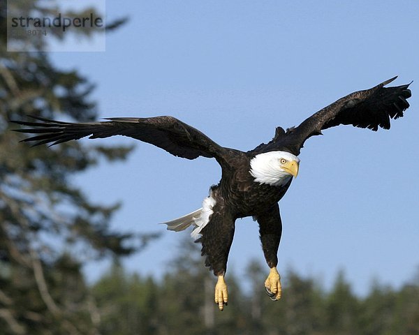 Weißkopfseeadler  Queen Charlotte Islands  British Columbia.