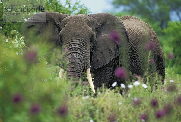 Afrikanischen Elefanten Fütterung auf Pflanzen  Tarangire-Nationalpark  Tansania  Afrika.