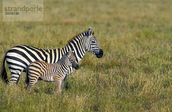 Mutter und Young Plains Zebras  Serengeti National Park  Tansania. Afrika.