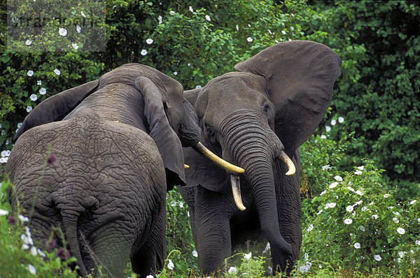 Männlich afrikanischen Elefanten  Tarangire-Nationalpark  Tansania  Afrika.