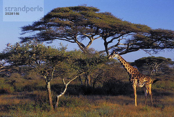 Masai Giraffen  Serengeti National Park  Tansania  Afrika.
