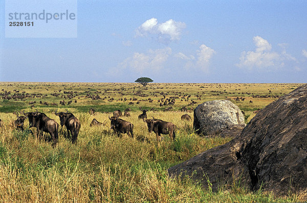 Gnus  Serengeti National Park  Tansania  Afrika.