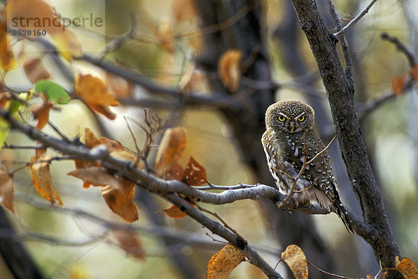 Pearl-Spotted Owlet  Simbabwe.