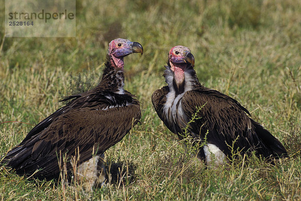 Lappet-Faced Vulture/Nubian Vulture  Serengeti National Park  Tansania  Afrika.