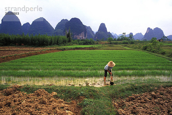 Farmer tendenziell Reis Getreide  Guilin  China