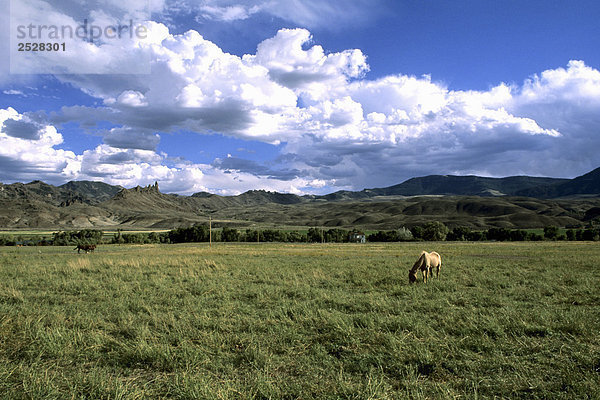 Grasende Pferde  Cody  Wyoming