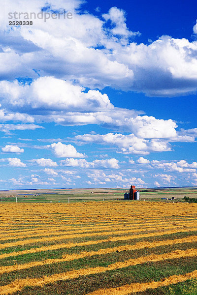 Grain Elevator und Alfalfa-Feld  Cadillac  Saskatchewan