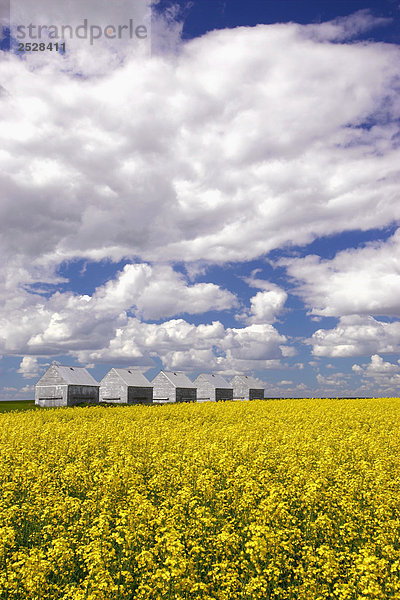 Korn Lagerplätze in Canola Field  Airdrie  Alberta