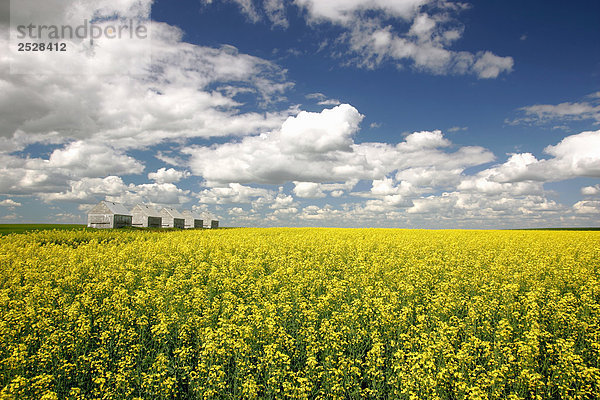 Korn Lagerplätze in Canola Field  Airdrie  Alberta