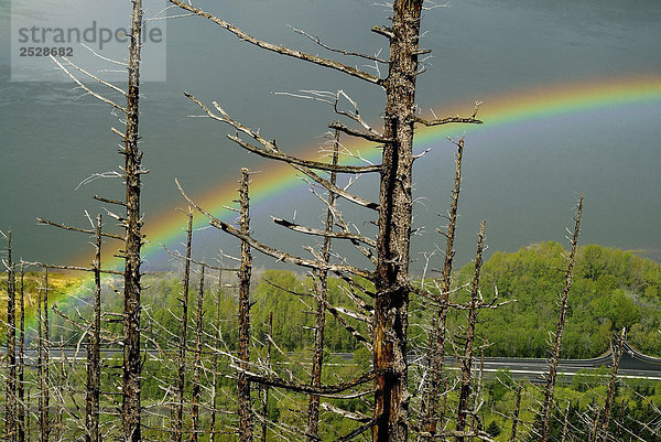 Regenbogen hinter Wald Feuer-Schaden  Columbia Gorge  Oregon