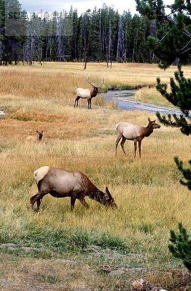 Elk Stier und tut Weiden  Yellowstone Park  Wyoming