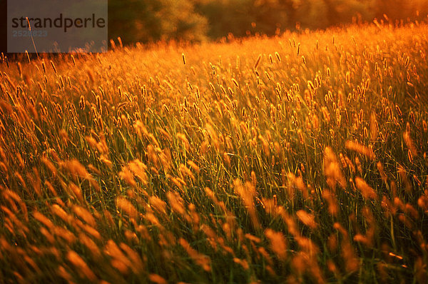 Feld Gras bei Sonnenuntergang  Sackville  Nova Scotia