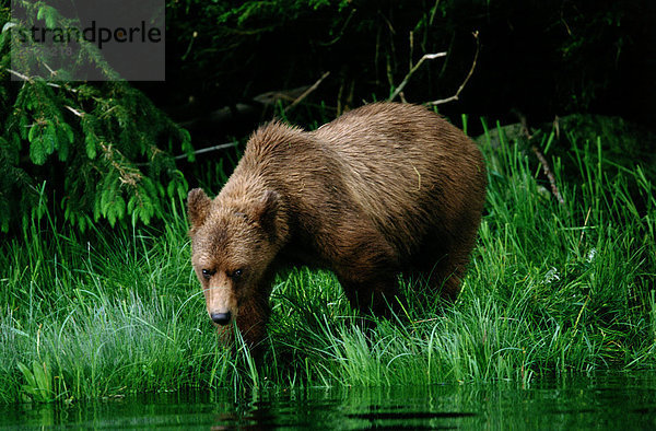 Grizzlybär (Ursus Arctos Horribilis)  Great Bear Rainforest  British Columbia