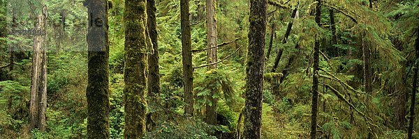 Pacific Rim Nationalpark  Vancouver Island  British Columbia