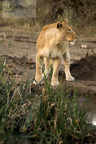 Weiblichen Löwen  Kruger-Nationalpark  Südafrika