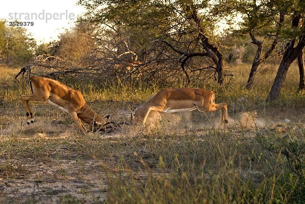 Männlich Impalas (Aepyceros Melampus) Sperren Hörner in Kampf  Kruger National Park  Mpumalanga  Südafrika