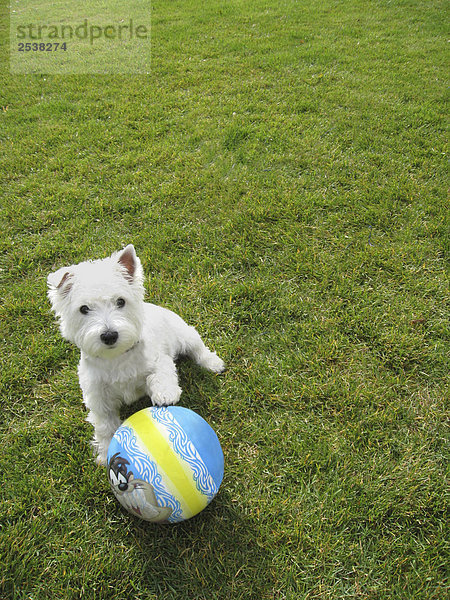 Weiß Hund spielen mit einem Ball auf dem Gras.