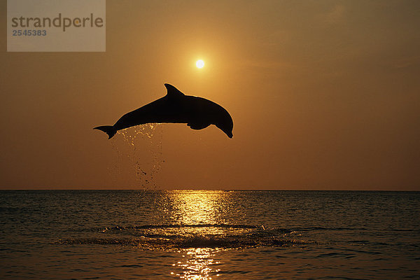 at symbol at-symbol @ at-zeichen at zeichen at symbole springen Sonnenuntergang Meer Delphin Delphinus delphis Großer Tümmler Große Tursiops truncatus Karibik Honduras Roatan
