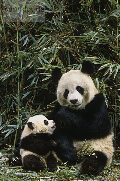 großer Panda Mutter & Cub Wolong Panda Reservat Provinz Sichuan China