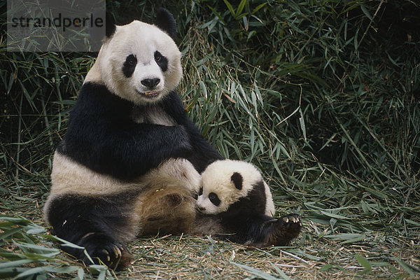 großer Panda Mutter & Cub Wolong Panda Reservat Provinz Sichuan China