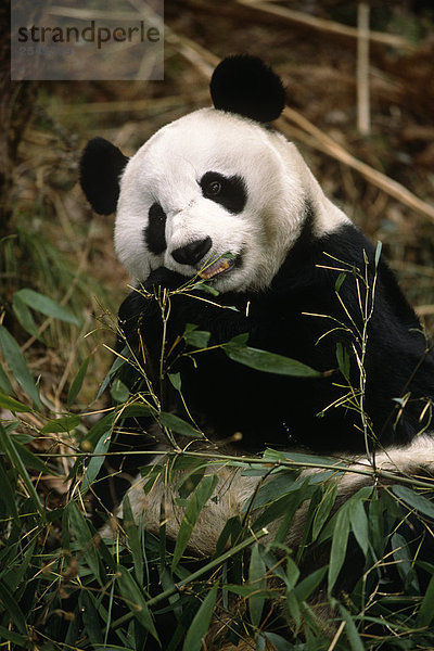 großer Panda Wolong Panda Reservat Provinz Sichuan China