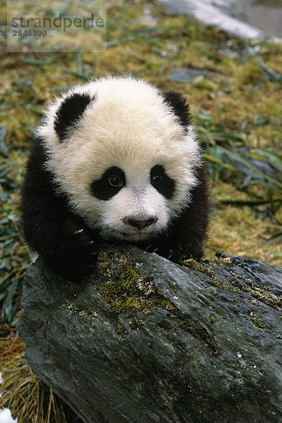 großer Panda Cub Wolong Panda Reservat Sichuan Province China