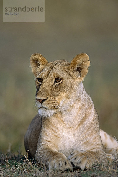 Weiblichen Löwen Festlegung Afrika