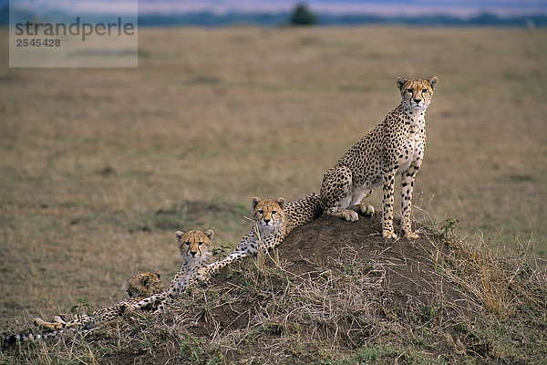 Vier Geparden sitzen auf einem grasbewachsenen Knoll Afrika