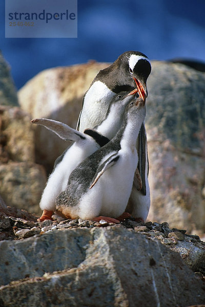 Eselspinguin w/Küken auf Felsen Antarktis Sommer