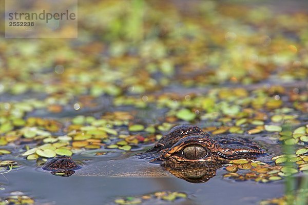 Nahaufnahme der amerikanische Alligator (Alligator Mississippiensis) Schwimmen im Wasser  Florida  USA