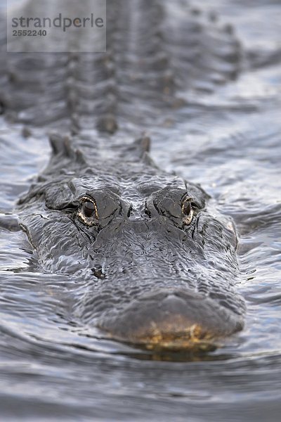 Nahaufnahme der amerikanische Alligator (Alligator Mississippiensis) Schwimmen im Wasser  Florida  USA