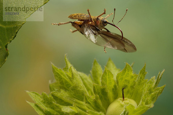 Nahaufnahme of Acorn Weevil (Haselnussbohrer) über Blume fliegen