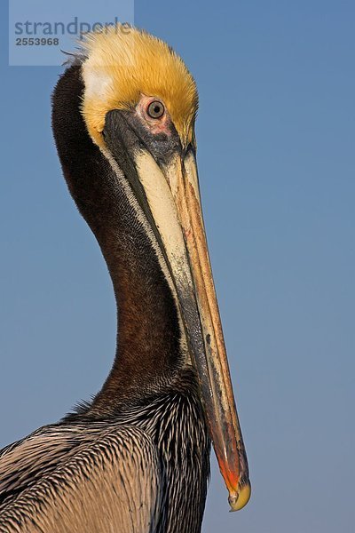 Nahaufnahme of Brown Pelican (Pelecanus Occidentalis)