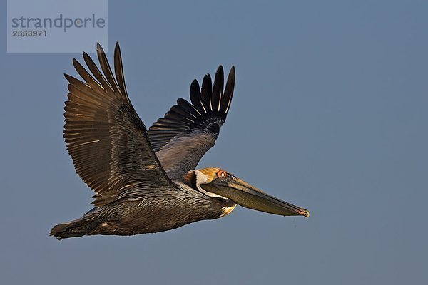 Nahaufnahme des Brown Pelican (Pelecanus Okzident) im Flug