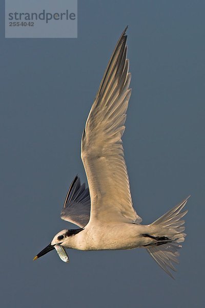 Nahaufnahme-Tern Vogels ist im Flug