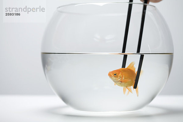 Goldfisch im Fischglas mit Essstäbchen gefangen