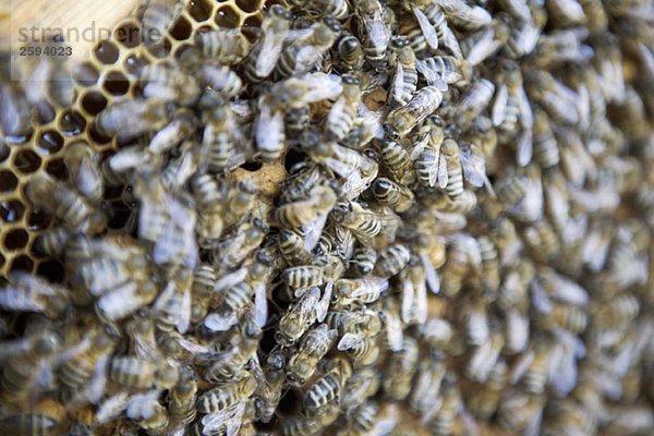Honigbienen (Apis mellifera)