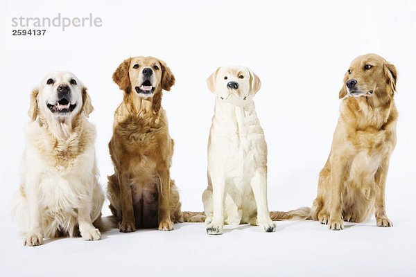 Drei echte Golden Retriever und ein gefälschter Keramikhund