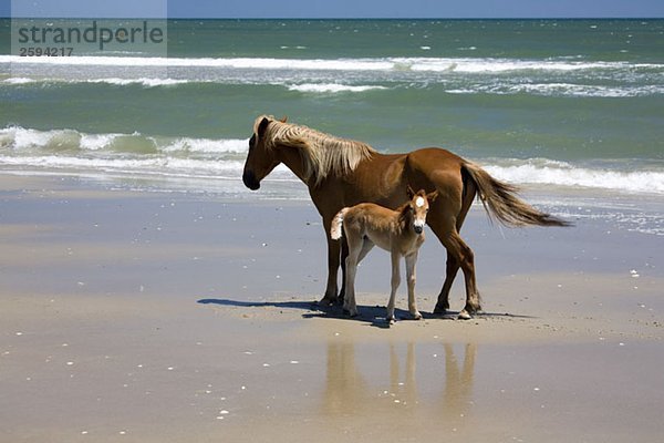 Eine wilde Banker Pony Stute und ihr Fohlen  Outer Banks  North Carolina