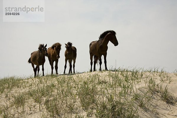 Vier wilde Banker Ponys auf einer Sanddüne  Outer Banks  North Carolina