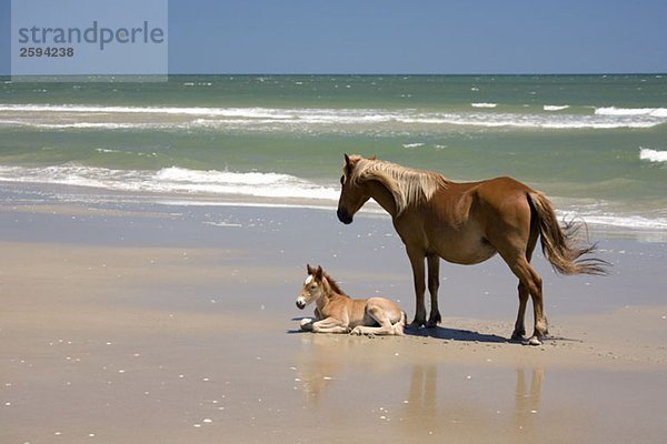 Eine wilde Banker Pony Stute und ihr Fohlen  Outer Banks  North Carolina