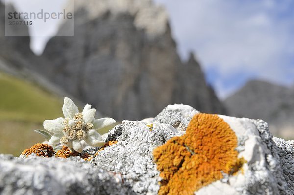Edelweiss (Leontopodium Alpinum) Blumen wachsen auf Rock  Trentino-Alto Adige  Italien
