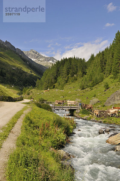 Fluss in Valley  Trentino-Alto Adige  Italien