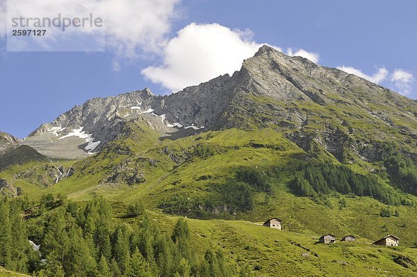 Bäume am Berg  Trentino-Alto Adige  Italien